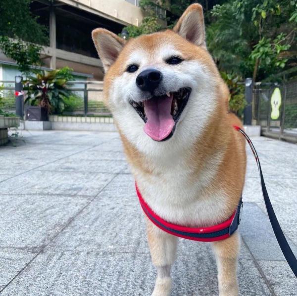 网红柴犬手术中去世！很多人爱用它的表情包……