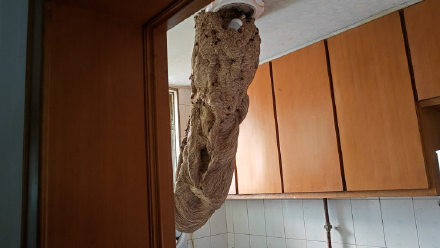 头皮发麻！重庆一居民家里惊现1米多长的马蜂窝