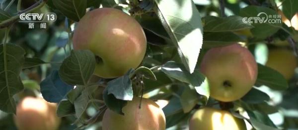 红苹果变身致富“金果果” 新疆阿克苏果农采摘分拣忙