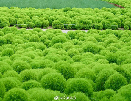 养眼！奥森公园地肤草郁郁葱葱毛茸茸