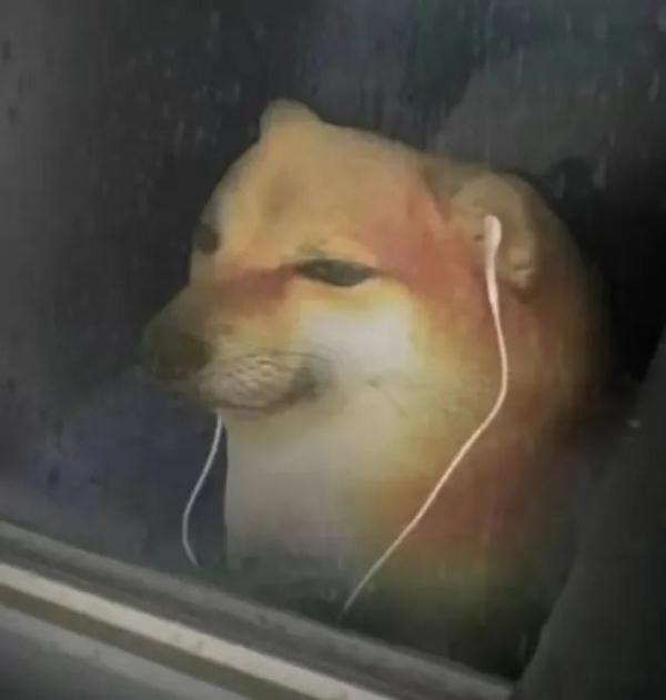 网红柴犬手术中去世！很多人爱用它的表情包……