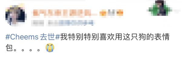 网红柴犬手术中去世！很多人爱用它的表情包……