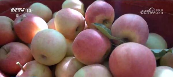 红苹果变身致富“金果果” 新疆阿克苏果农采摘分拣忙