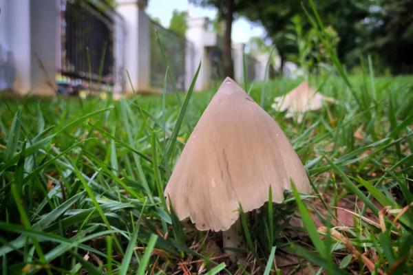 稀奇!云南这所学校连续13年长鸡枞 稀奇!云南这所学校连续13年长鸡枞