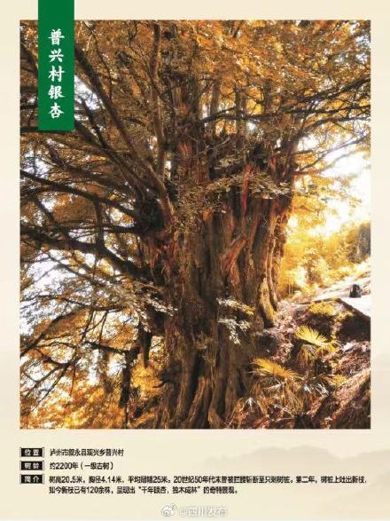 71578株!四川古树名木名录发布 71578株!四川古树名木名录发布