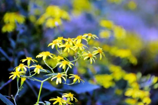 稀奇!云南这所学校连续13年长鸡枞 稀奇!云南这所学校连续13年长鸡枞