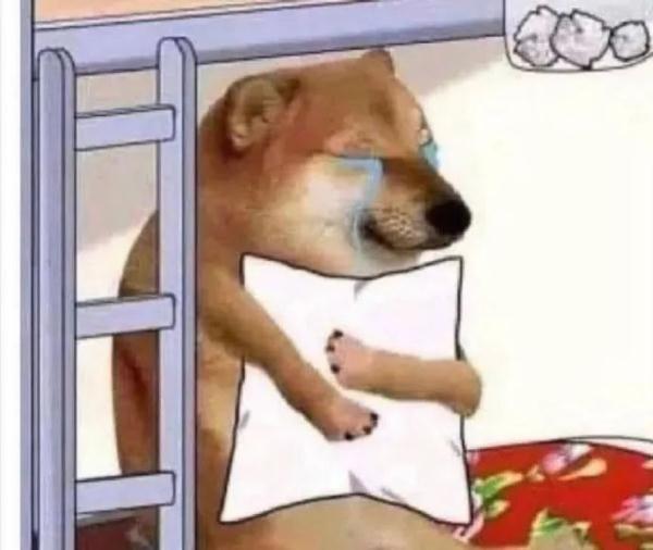 网红柴犬手术中去世！很多人爱用它的表情包……
