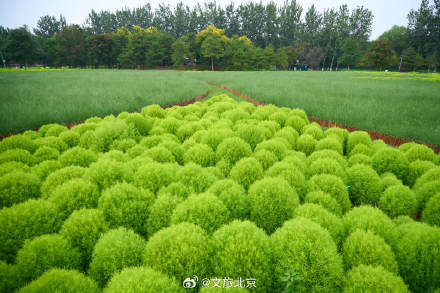 养眼！奥森公园地肤草郁郁葱葱毛茸茸
