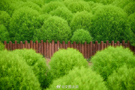 养眼！奥森公园地肤草郁郁葱葱毛茸茸