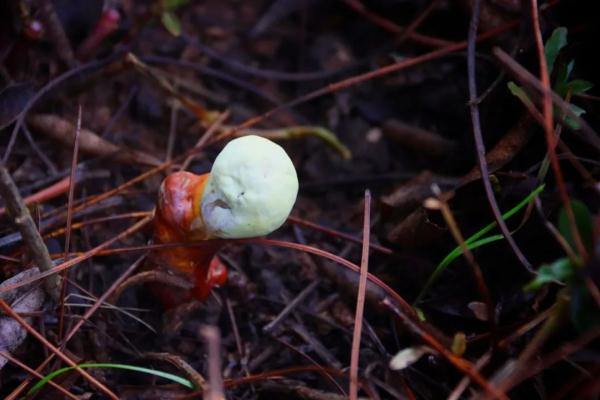 稀奇!云南这所学校连续13年长鸡枞 稀奇!云南这所学校连续13年长鸡枞