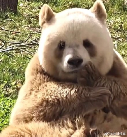 阳光下的七仔好像只金熊猫