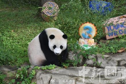 旅美大熊猫幼崽小奇迹3岁生日 旅美大熊猫幼崽小奇迹3岁生日