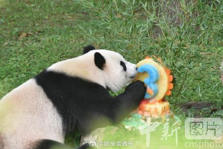 旅美大熊猫幼崽小奇迹3岁生日 旅美大熊猫幼崽小奇迹3岁生日