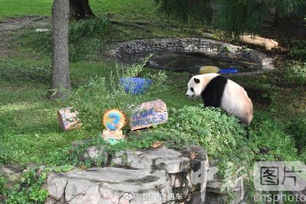 旅美大熊猫幼崽小奇迹3岁生日 旅美大熊猫幼崽小奇迹3岁生日