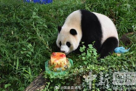 旅美大熊猫幼崽小奇迹3岁生日 旅美大熊猫幼崽小奇迹3岁生日
