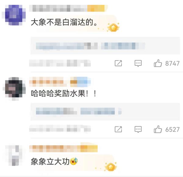 亚洲象一鼻甩出2.8公斤毒品!网友:大象可不是白溜达的 亚洲象一鼻甩出2.8公斤毒品!网友:大象可不是白溜达的