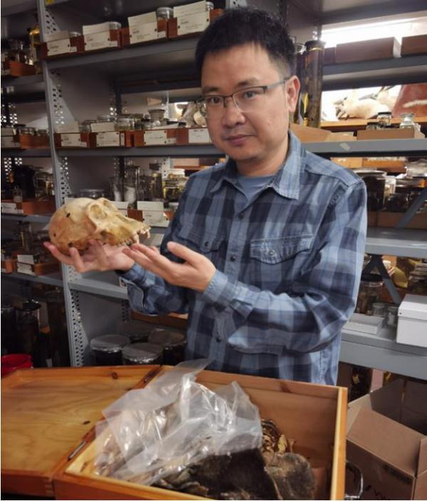 我们为何没有尾巴?大脑为何如此发达? 我们为何没有尾巴?大脑为何如此发达?