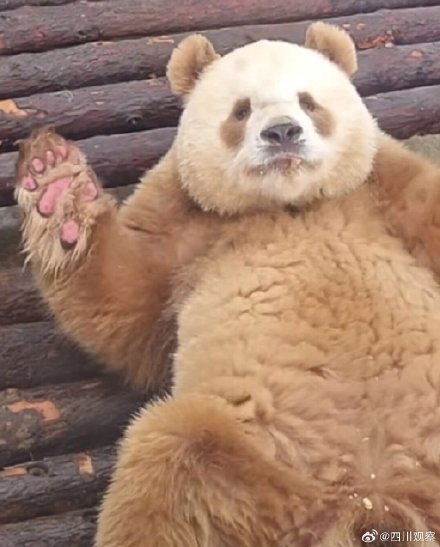 阳光下的七仔好像只金熊猫