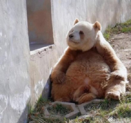 阳光下的七仔好像只金熊猫