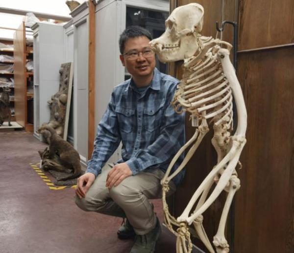 我们为何没有尾巴?大脑为何如此发达? 我们为何没有尾巴?大脑为何如此发达?