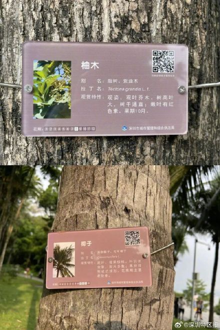 深圳植物也有身份证啦，手机一扫全明白→