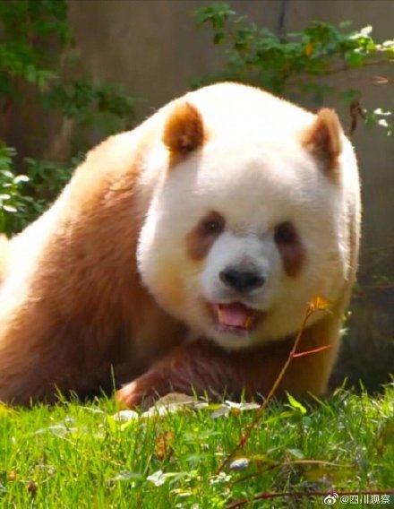 阳光下的七仔好像只金熊猫