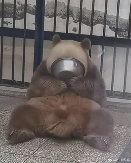 阳光下的七仔好像只金熊猫