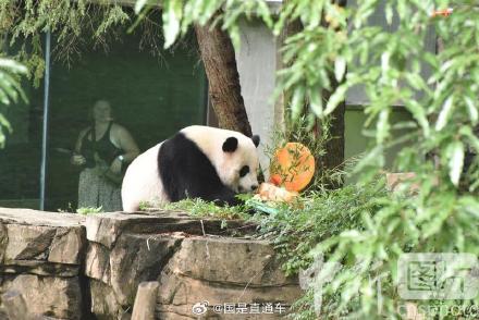 旅美大熊猫幼崽小奇迹3岁生日 旅美大熊猫幼崽小奇迹3岁生日