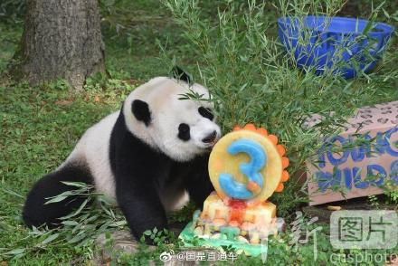 旅美大熊猫幼崽小奇迹3岁生日 旅美大熊猫幼崽小奇迹3岁生日