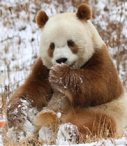 阳光下的七仔好像只金熊猫