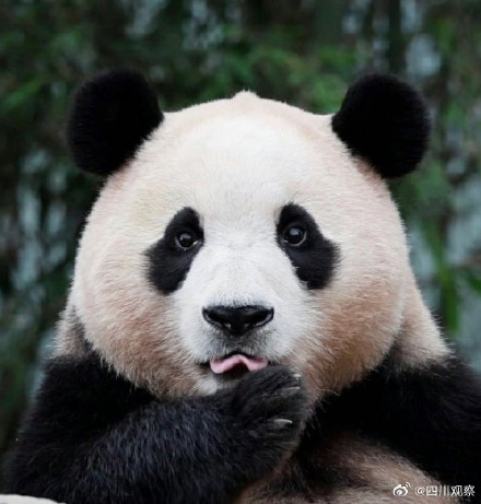 “福宝”和“七仔”撞脸了？