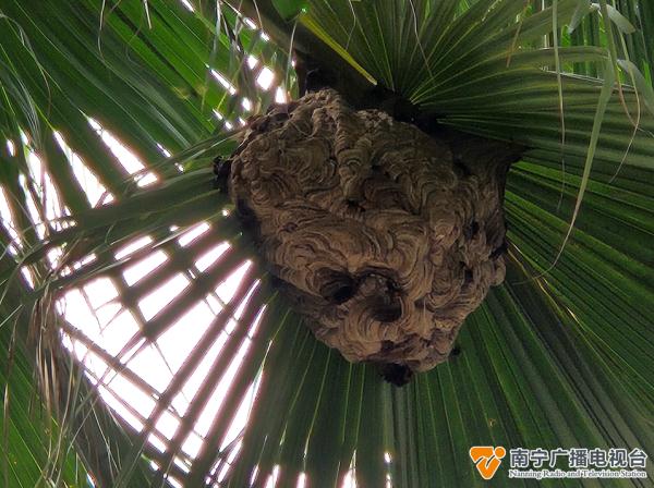 危险！南宁一处办公园区内，有马蜂窝挂在6层高楼上→