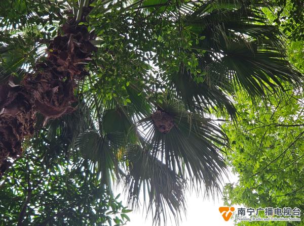 危险！南宁一处办公园区内，有马蜂窝挂在6层高楼上→