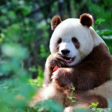 “福宝”和“七仔”撞脸了？