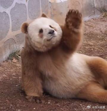 “福宝”和“七仔”撞脸了？