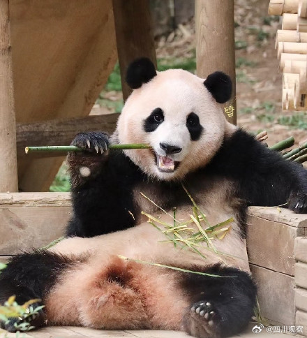 “福宝”和“七仔”撞脸了？