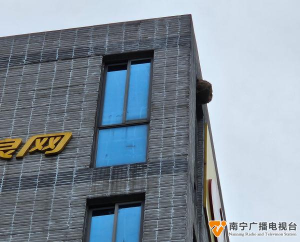 危险！南宁一处办公园区内，有马蜂窝挂在6层高楼上→