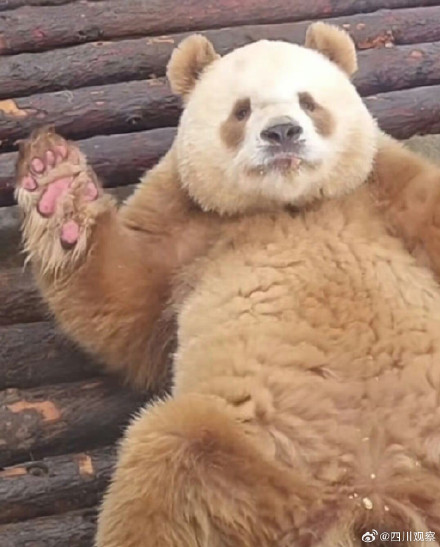 “福宝”和“七仔”撞脸了？