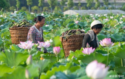 处暑民间有祭祖迎秋习俗