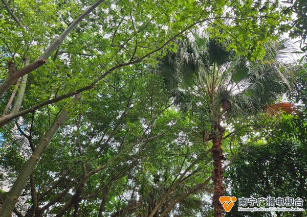 危险！南宁一处办公园区内，有马蜂窝挂在6层高楼上→