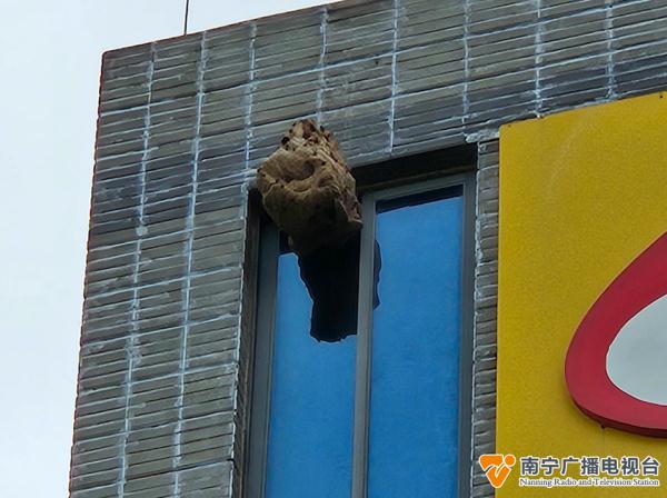 危险！南宁一处办公园区内，有马蜂窝挂在6层高楼上→