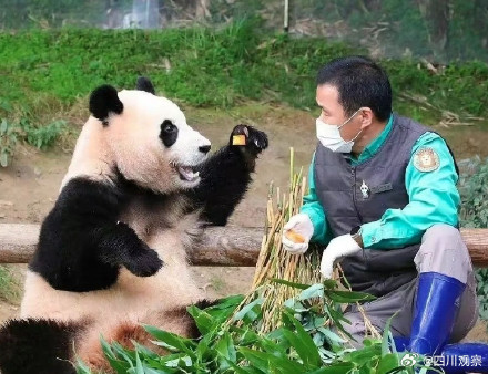 “福宝”和“七仔”撞脸了？