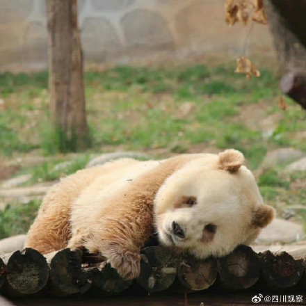 “福宝”和“七仔”撞脸了？