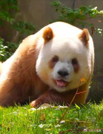 “福宝”和“七仔”撞脸了？