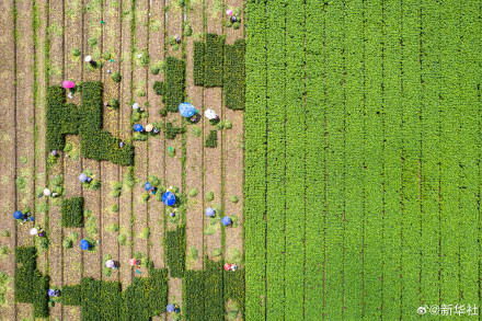 处暑民间有祭祖迎秋习俗