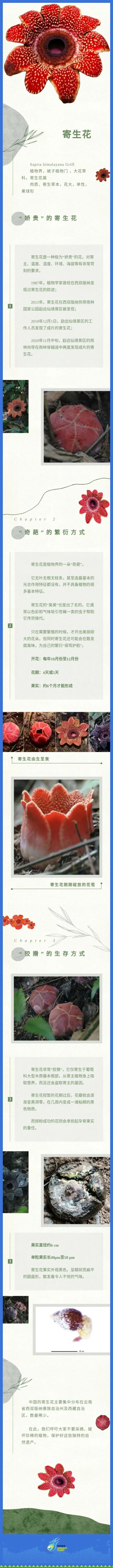 天下“臭美”我第一 ——寄生花