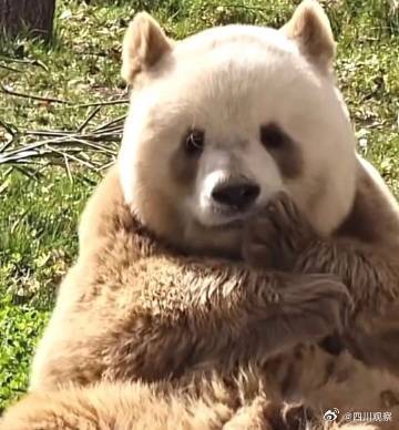 “福宝”和“七仔”撞脸了？