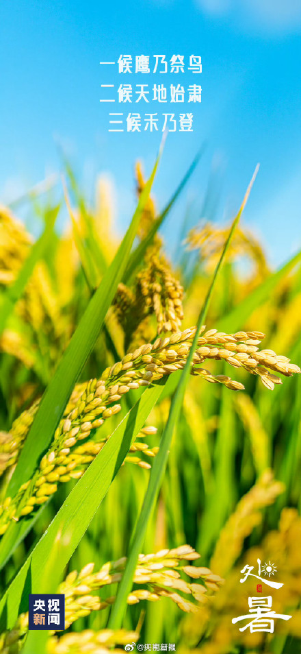 今日17时01分迎来处暑