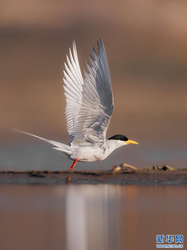 云南盈江：群鸟翩飞入画来