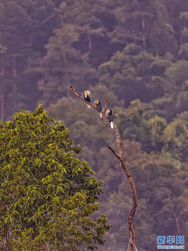 云南盈江：群鸟翩飞入画来